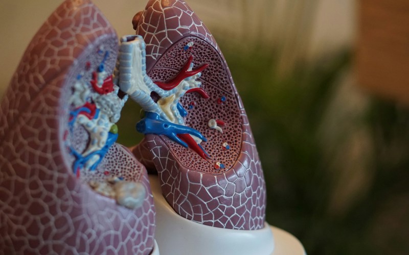 Plastic cross section model of a pair of lungs