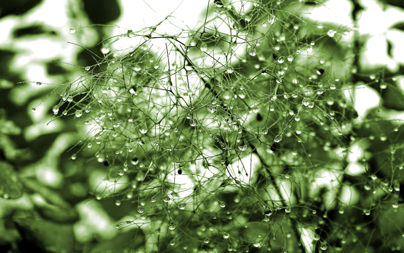 Green wispy leaf with an array of dew drops 