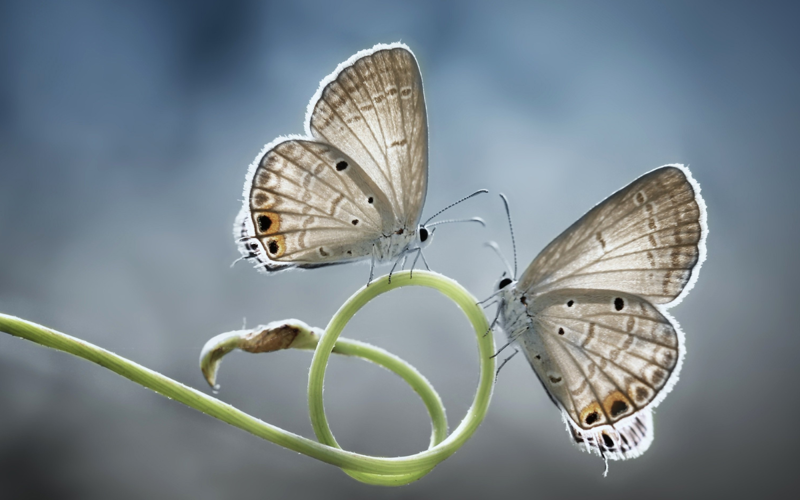 Two moths balance on a single green stem 