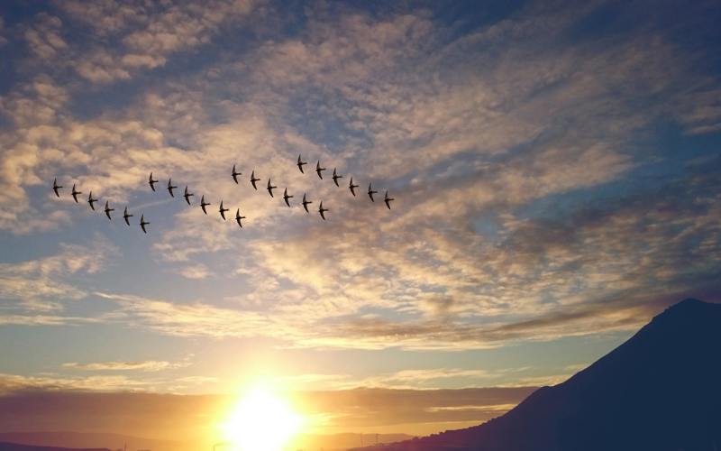 flocks of birds