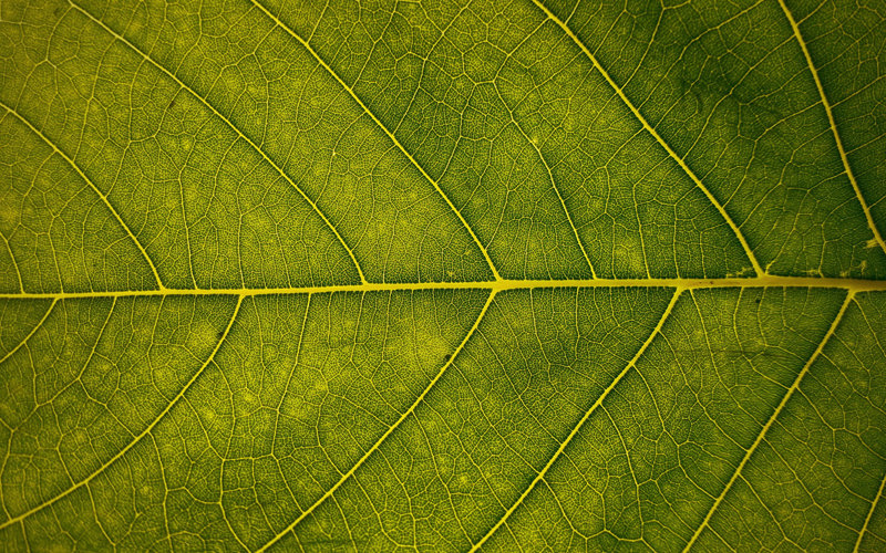 Close up photo of a green leaf
