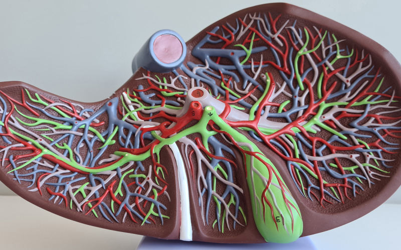 Plastic cross section model of a liver